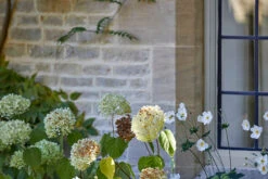 Sargasso JB.04 11 Sargasso JB.04 -Mylands Store 2 e7d707fd 1954 4daf 9ebd bd2c415d3532