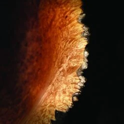 Odie's Oil, 9 Oz. 13 Odie's Oil, 9 Oz. -Mylands Store 56561 05 1000