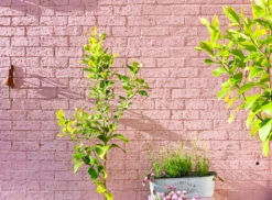 Bloomsbury™ No.267 -Mylands Store Brick wall Bloomsbury No267 Muted Pink Paint 3 409adc9b 2ebf 458d a748 1f3f992e02f5
