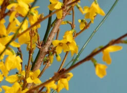 Eaton Square™ No.232 13 Eaton Square™ No.232 -Mylands Store Walls Eaton Square No232 Bright Vivid Mid Blue Paint 4 7dc79df1 8a04 4d14 a0f5 eadbdbd8320e