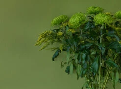 Primrose Hill™ No.201 11 Primrose Hill™ No.201 -Mylands Store Walls Primrose Hill No201 Forest Green Paint 4 767e9ea9 865a 4238 946b 1b7dc27e421f